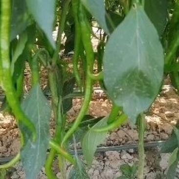 各种辣椒葫芦茄子菜花，西兰花包菜大量有货