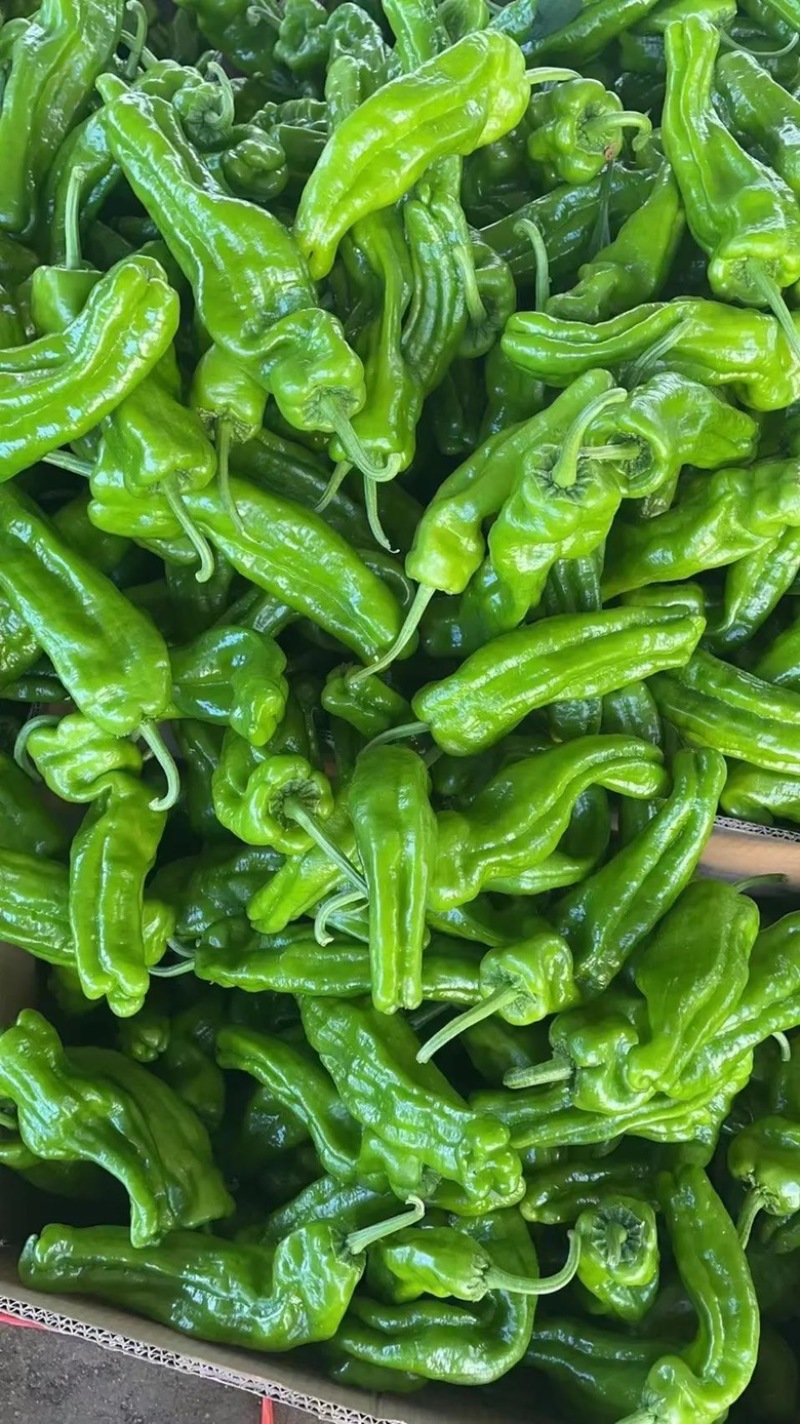 【推荐】精品鲜辣椒线椒芜湖椒薄皮椒大量上市货源充足