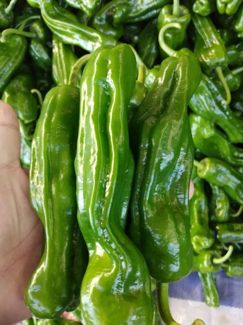 【推荐】精品鲜辣椒线椒芜湖椒薄皮椒大量上市货源充足