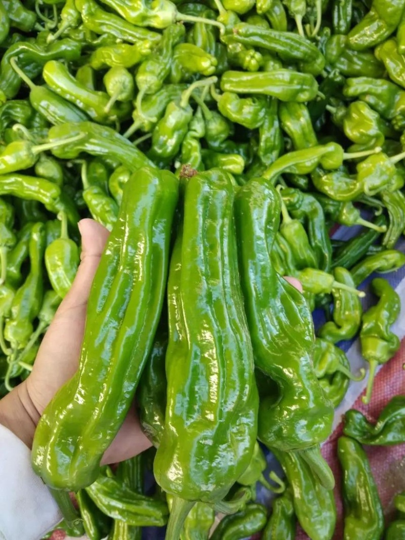 【推荐】精品鲜辣椒线椒芜湖椒薄皮椒大量上市货源充足