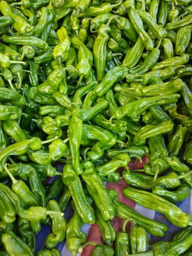 【推荐】精品鲜辣椒线椒芜湖椒薄皮椒大量上市货源充足