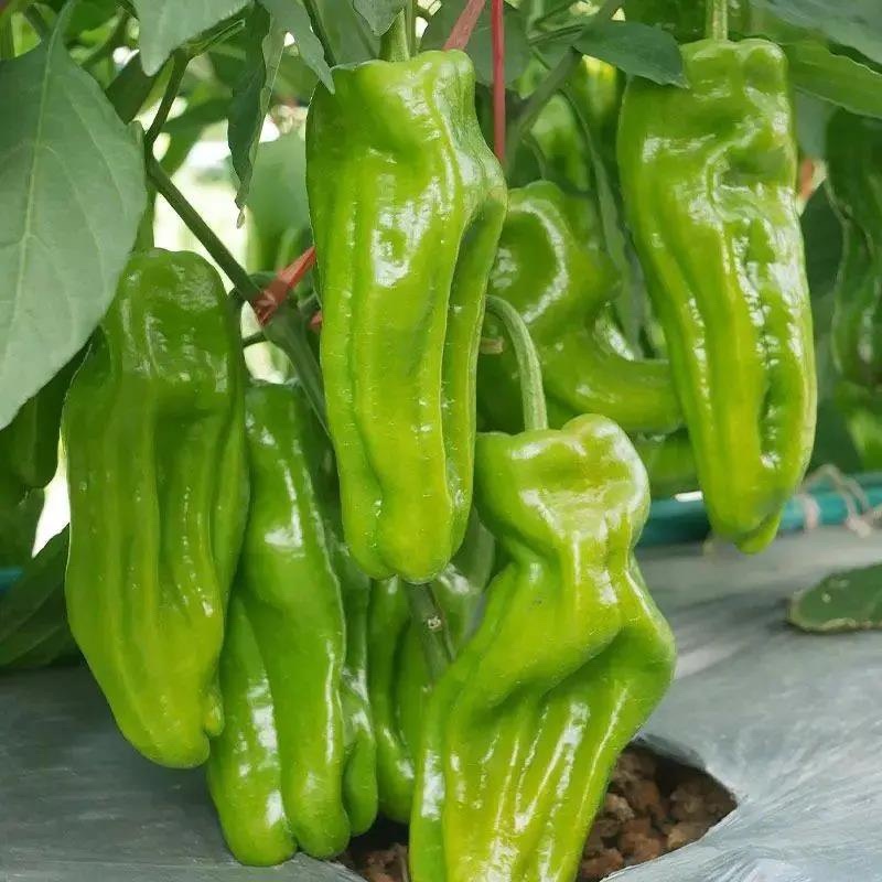 【推荐】精品鲜辣椒线椒芜湖椒薄皮椒大量上市货源充足