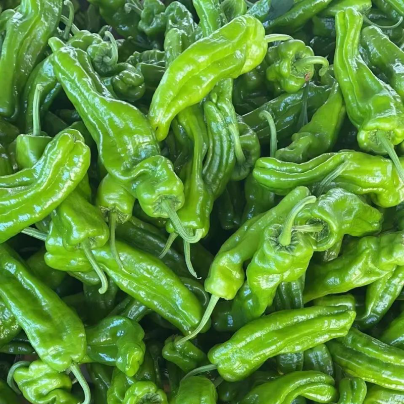 【推荐】精品鲜辣椒线椒芜湖椒薄皮椒大量上市货源充足