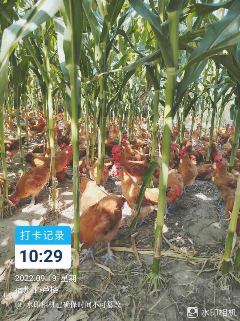 公鸡母鸡脱温鸡公母混合10000只，鸡群健康。