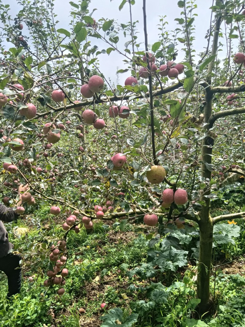 云南红河西北勒苹果烟富3号