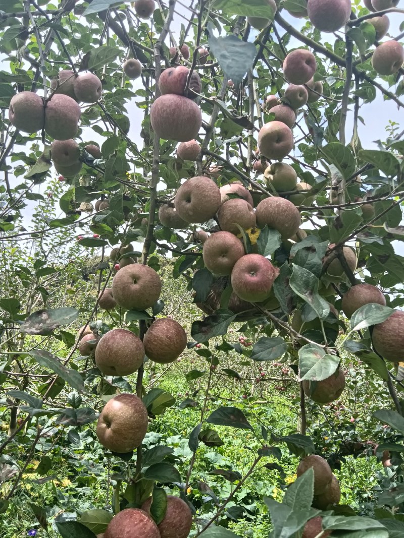 云南红河西北勒苹果烟富3号