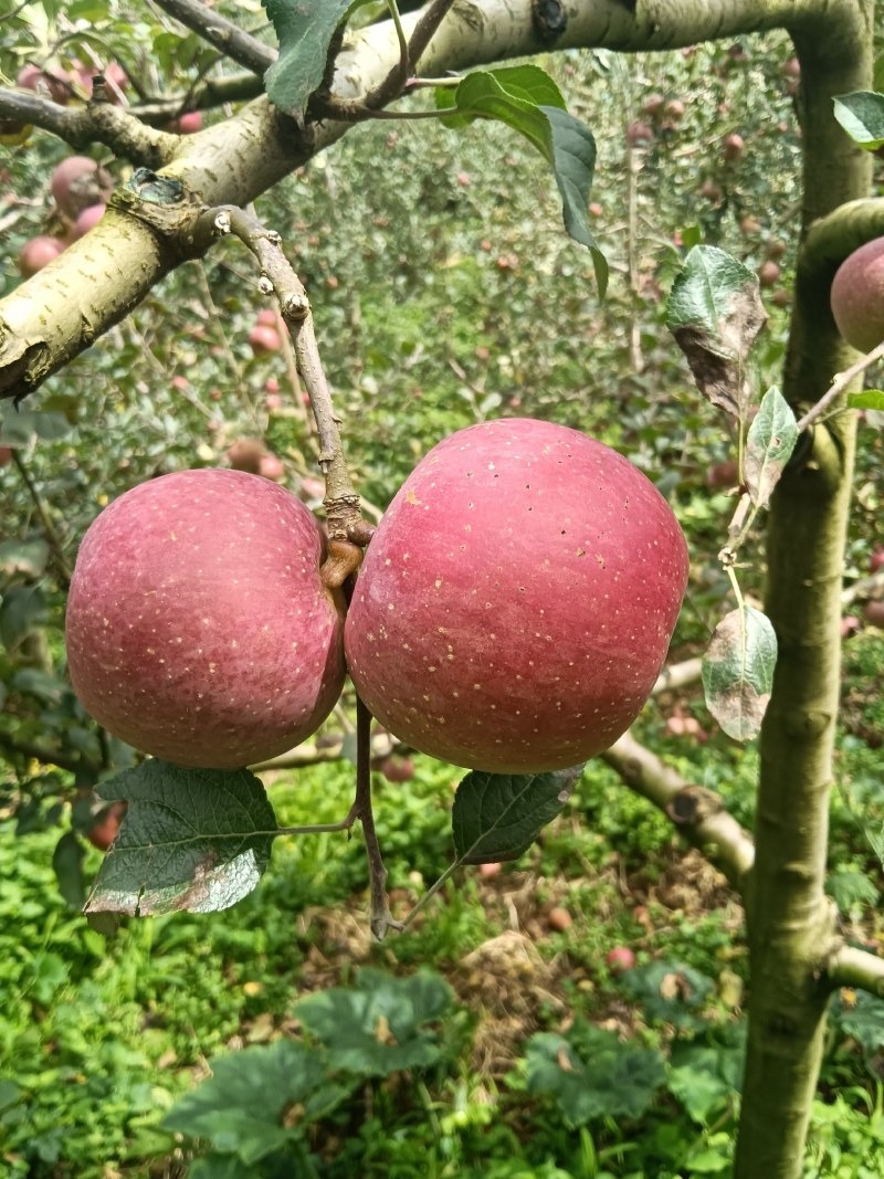 云南红河西北勒苹果烟富3号