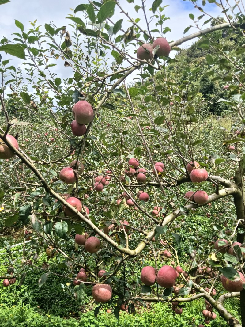 云南红河西北勒苹果烟富3号