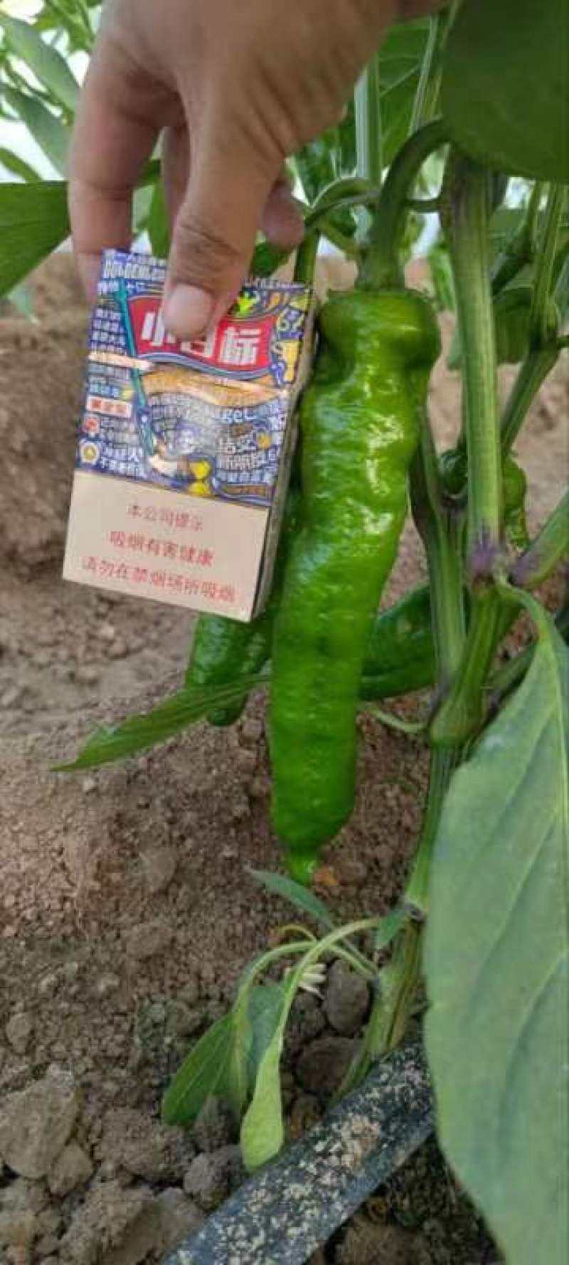 周口鲜辣椒