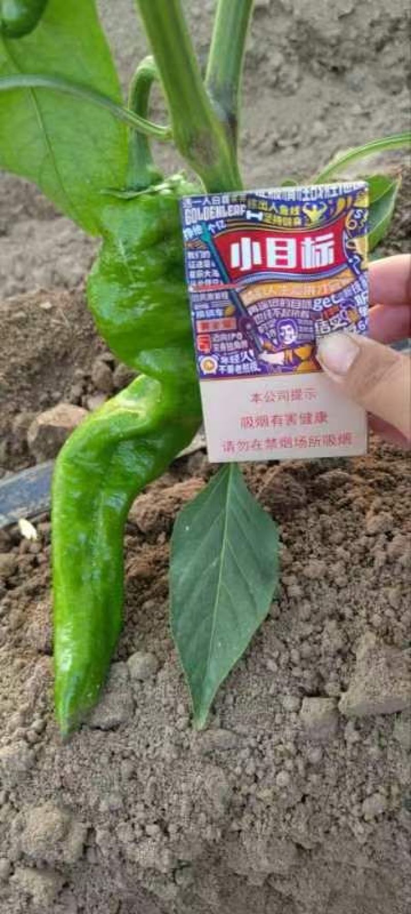 周口鲜辣椒