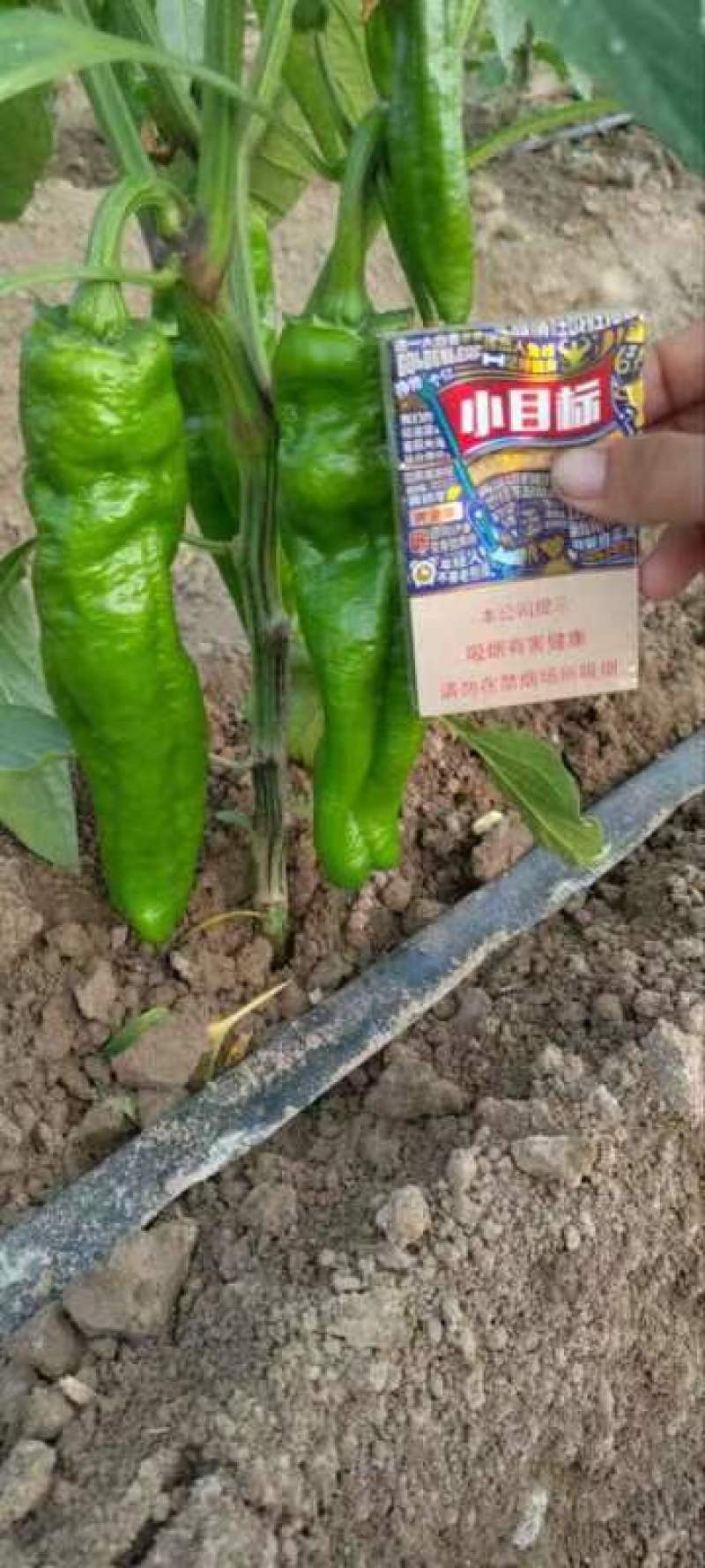 周口鲜辣椒