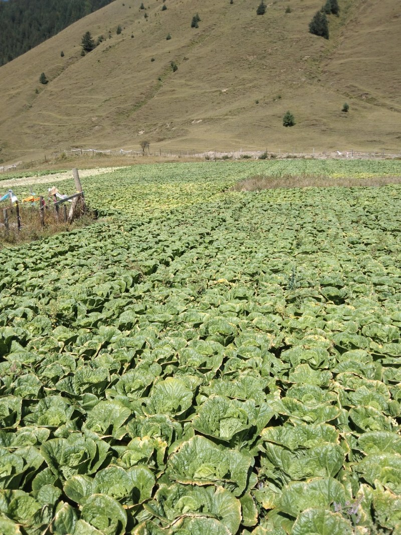 高山生态大黄心白菜