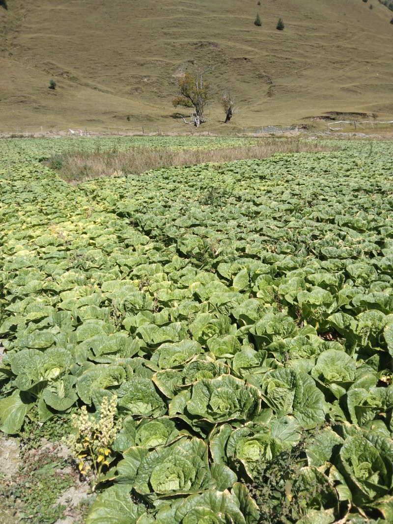 高山生态大黄心白菜