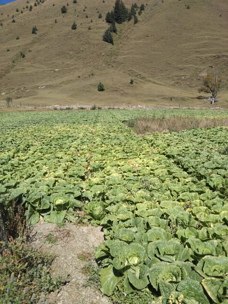 高山生态大黄心白菜