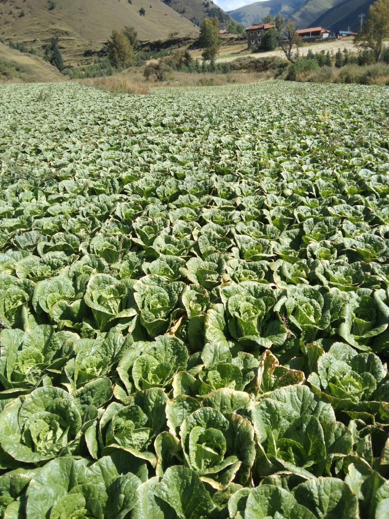 高山生态大黄心白菜