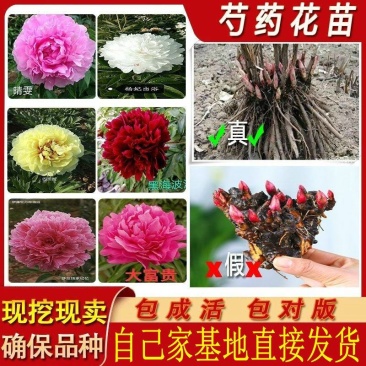菏泽观赏芍药种苗，店铺冲量包邮到家，千层大花品种随机发