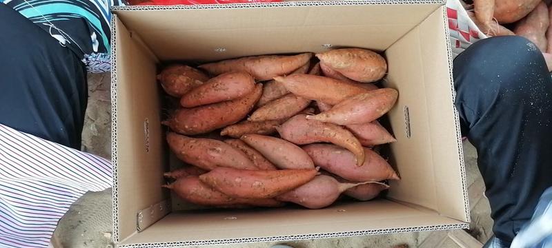 漳州市六鳌红蜜薯（红薯）大量上市，欢迎广大老板前来采购！