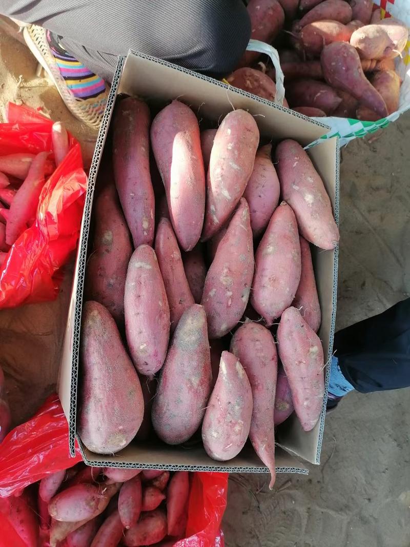 漳州市六鳌红蜜薯（红薯）大量上市，欢迎广大老板前来采购！