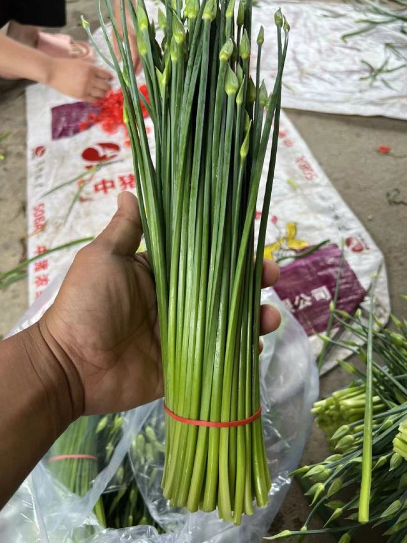 产地发货韭苔，货源充足，量大从优，欢迎选购