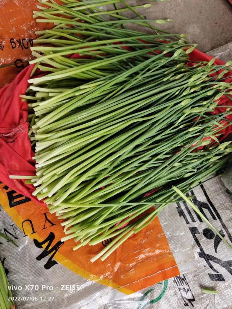 产地发货韭苔，货源充足，量大从优，欢迎选购