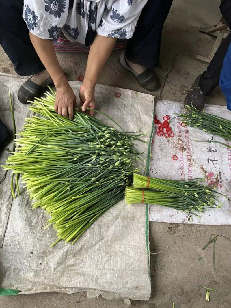 产地发货韭苔，货源充足，量大从优，欢迎选购