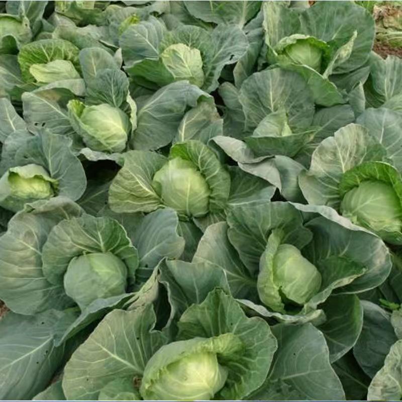 河南甘蓝大量上市/对接市场商超食堂全国发货