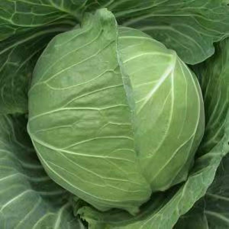 河南甘蓝大量上市/对接市场商超食堂全国发货