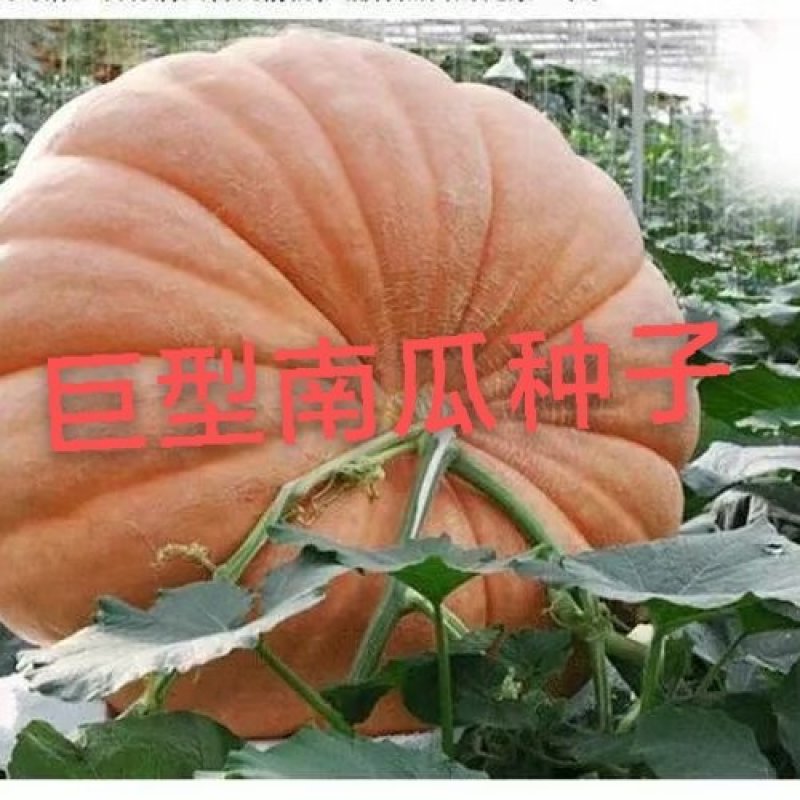 巨型南瓜种子，量大优惠联系我