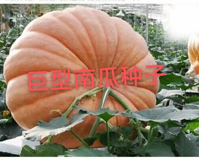 巨型南瓜种子，量大优惠联系我