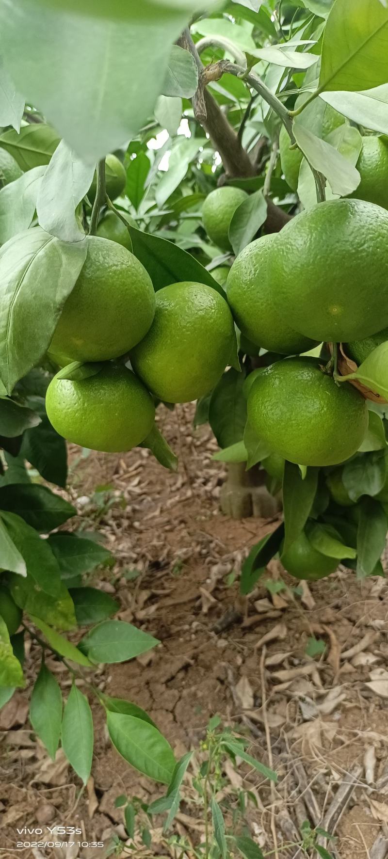 推荐湖北丹江口早熟蜜橘上市皮薄味甜基地直发支持视频看货