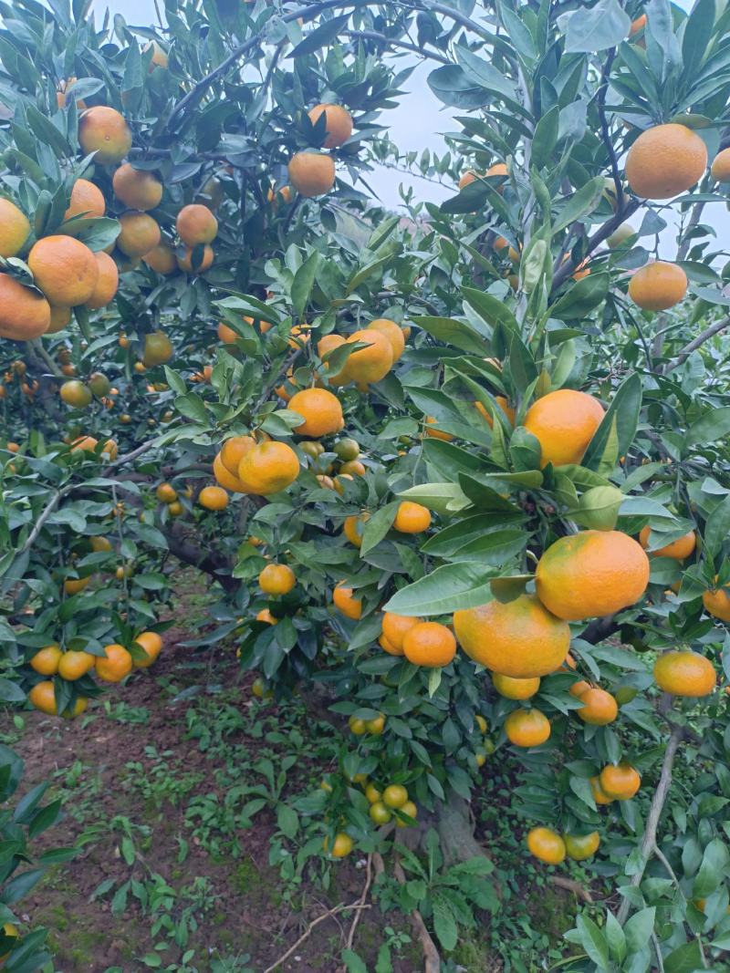 推荐湖北丹江口早熟蜜橘上市皮薄味甜基地直发支持视频看货