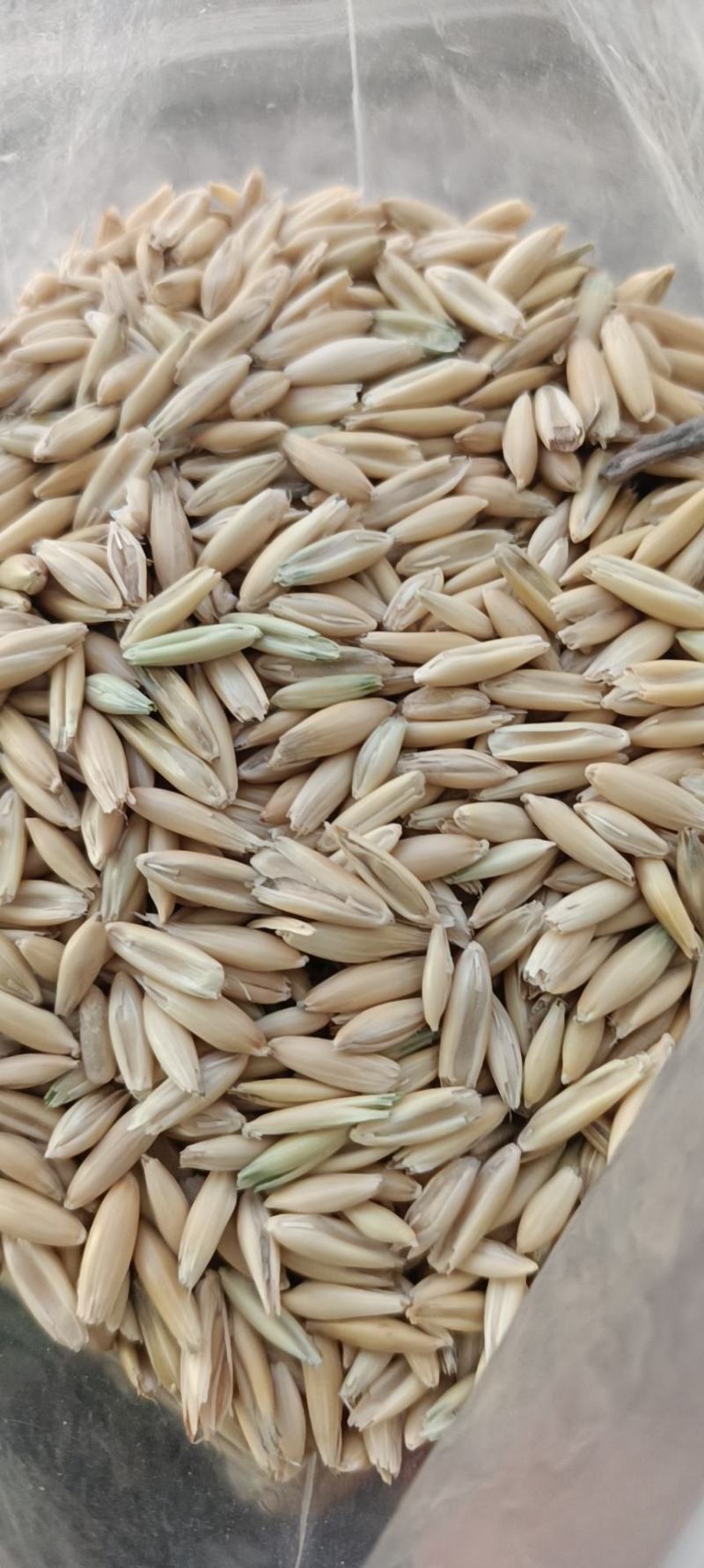 精品燕麦！俄罗斯进口质量好……！！！——……水分14基