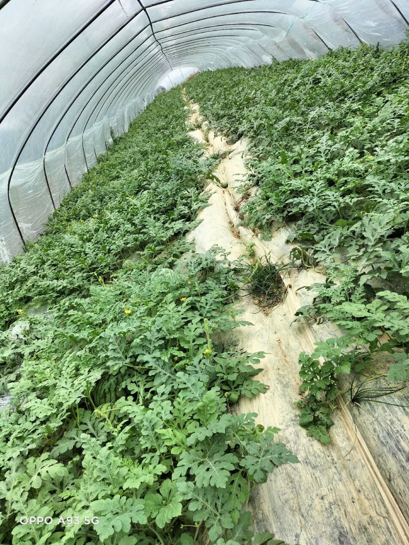 巴马所略大棚秋瓜