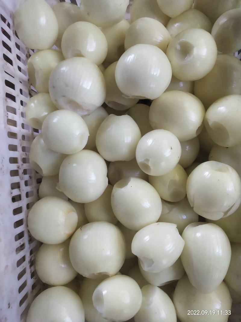去皮圆葱！黄皮白球！加工厂切丁