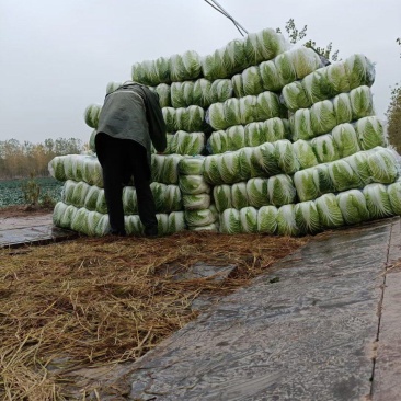 精品白菜货源足质量好服务全国客商