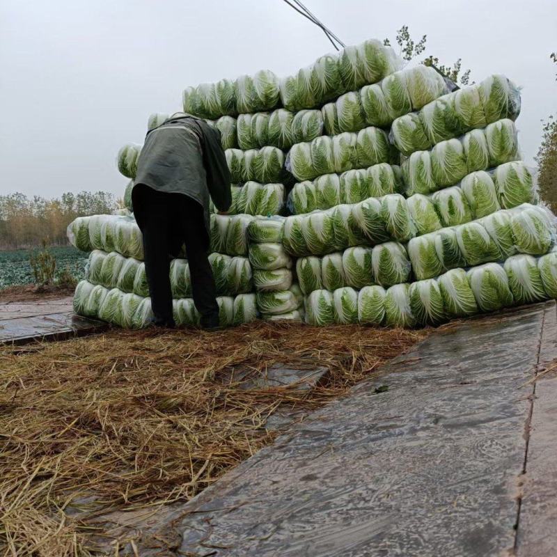 精品白菜货源足质量好服务全国客商