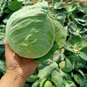 绿甘蓝扁包菜货源充足产地直发良心卖家质量保证