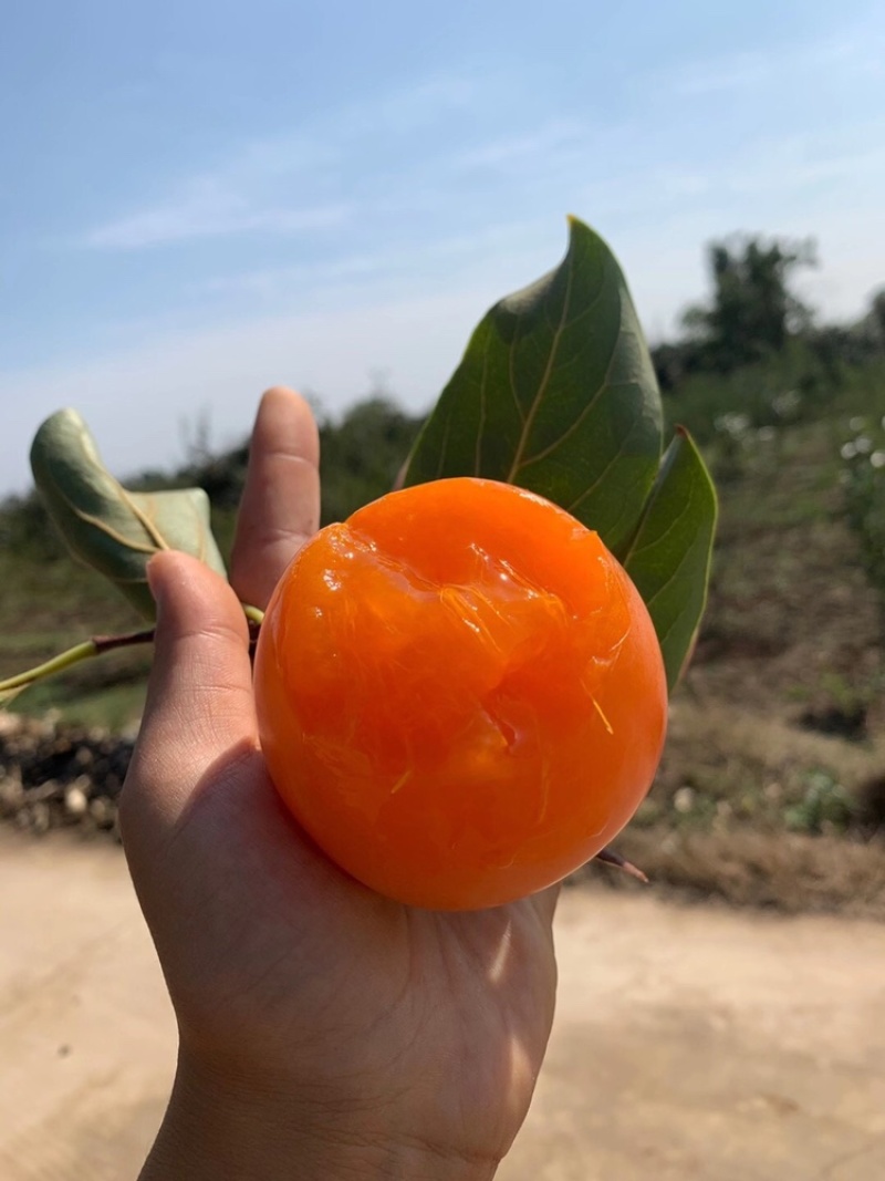 陕西大尖柿子蜜柿子曹村柿子流心柿子富平柿饼