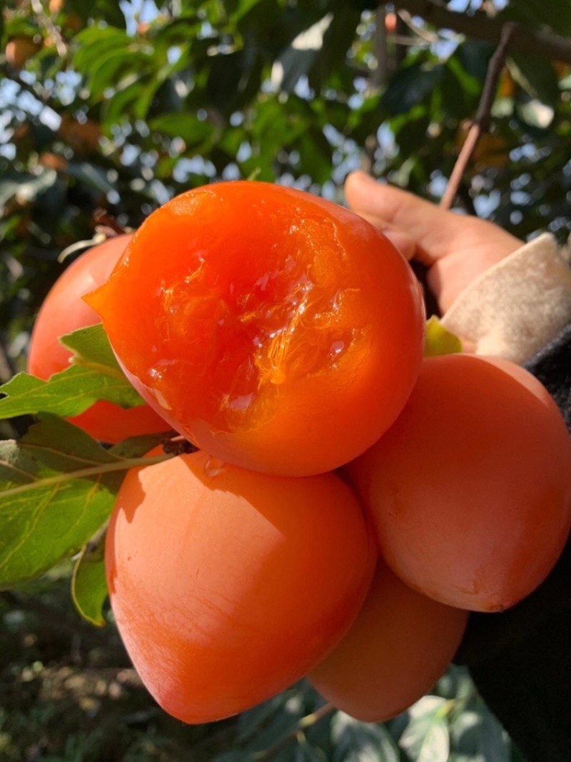 陕西大尖柿子蜜柿子曹村柿子流心柿子富平柿饼