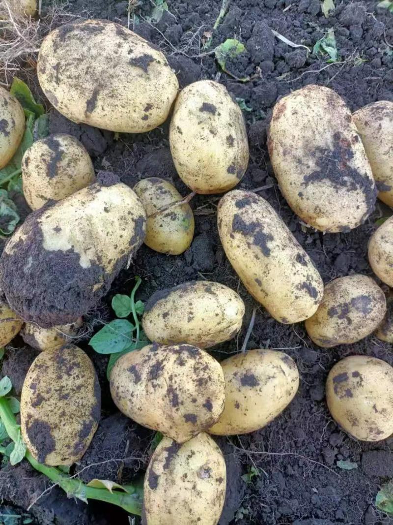 土豆沃土5原产地发货品质保障量大从优欢迎前来订购