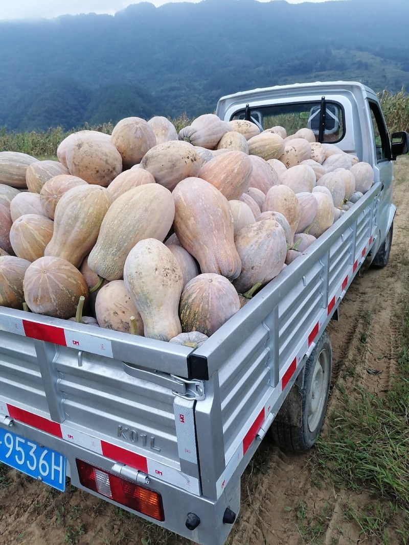 精品蜜本南瓜
