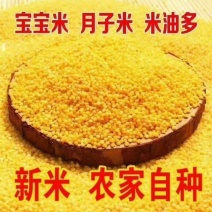 精选月子米赤峰敖汉特产黄小米农家有机小米批发零
