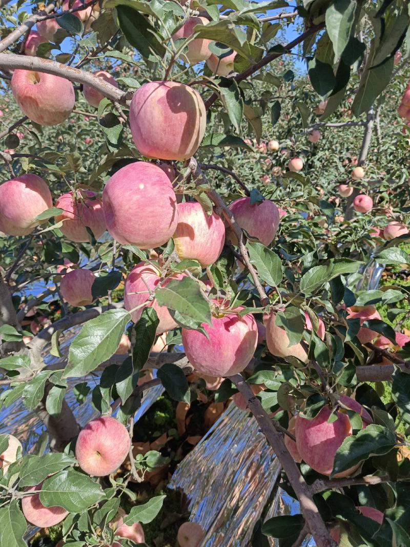 绥中全红寒富大量上市个头不大口感甜脆一手货