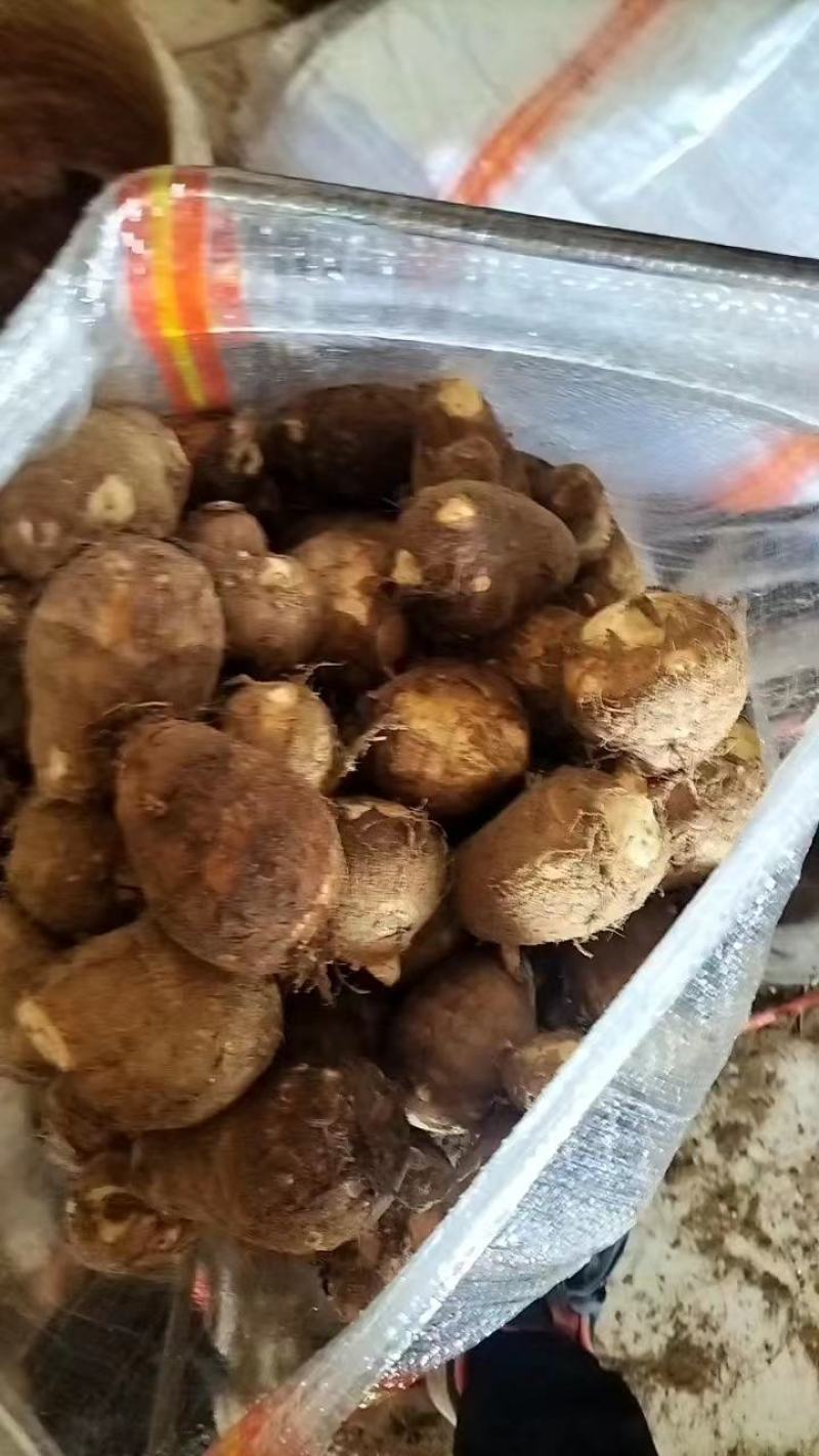 【推荐】山东大棚芋头精品毛芋头品质保证量大从优欢迎采购