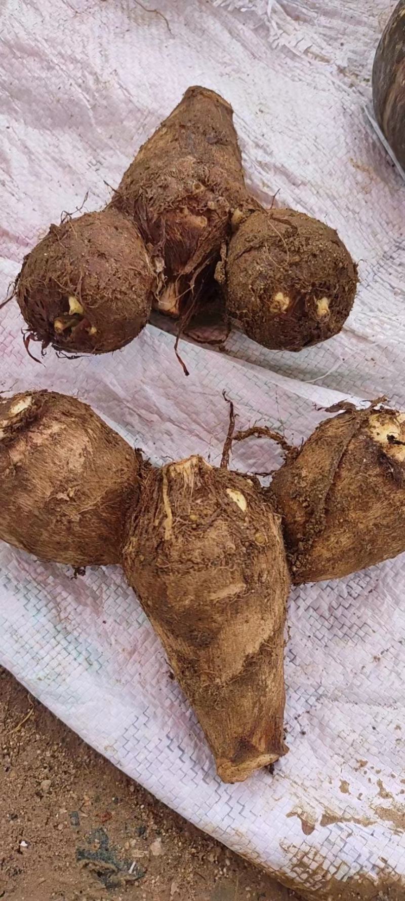 【推荐】山东大棚芋头精品毛芋头品质保证量大从优欢迎采购