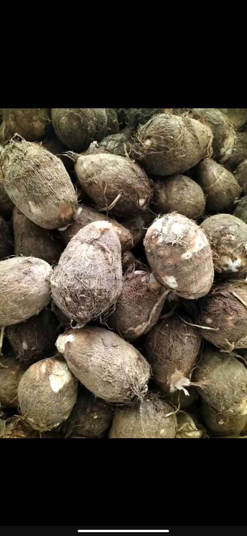 【推荐】山东大棚芋头精品毛芋头品质保证量大从优欢迎采购