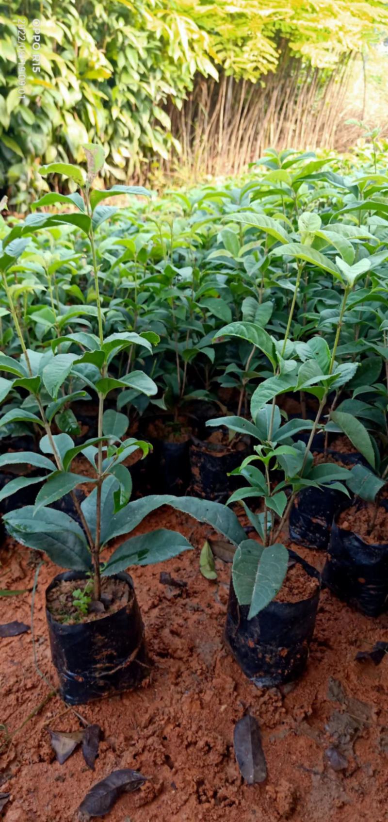 四季桂花树苗适合庭院别墅院子种植树苗合适南北地方种植种苗