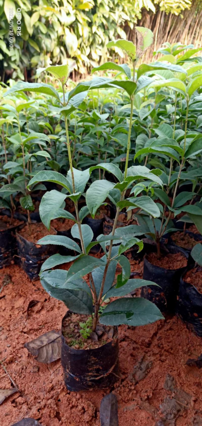 四季桂花树苗适合庭院别墅院子种植树苗合适南北地方种植种苗