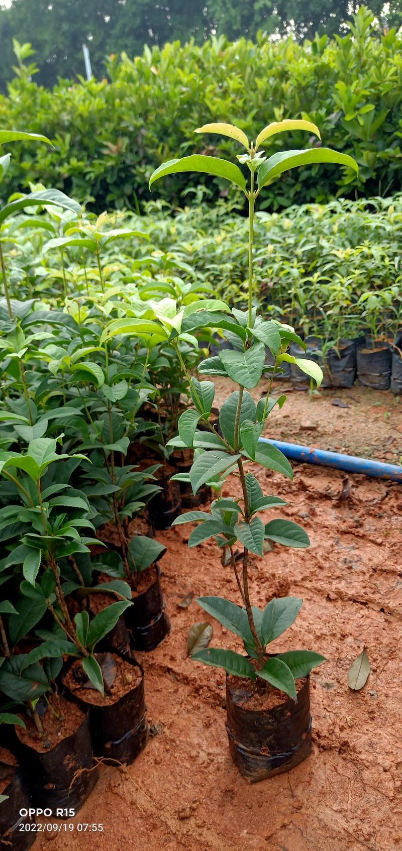 四季桂花树苗适合庭院别墅院子种植树苗合适南北地方种植种苗