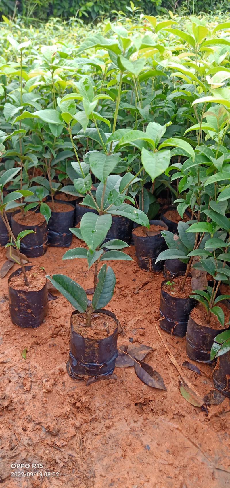 四季桂花树苗适合庭院别墅院子种植树苗合适南北地方种植种苗